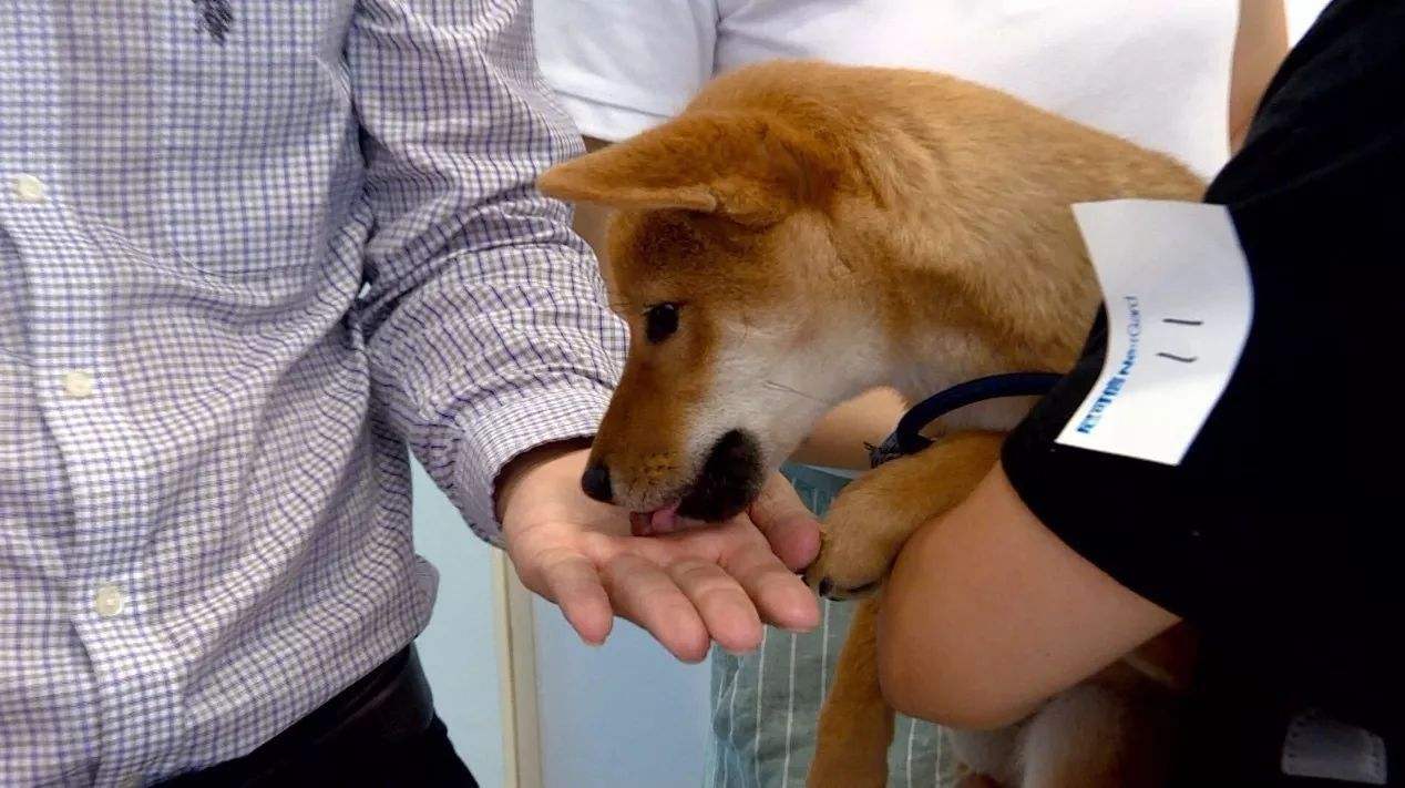 主人为给宠物狗治病花费40万,宠物生病了喂它吃药有错吗