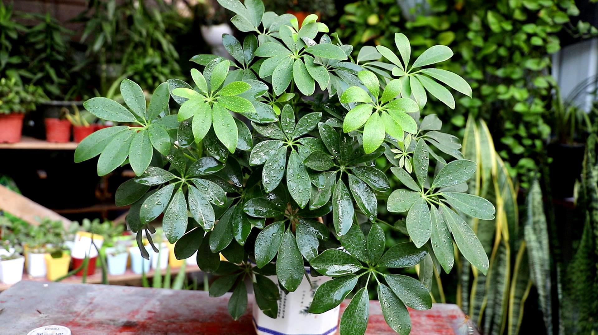鸭掌木风水寓意,鸭掌木植物寓意