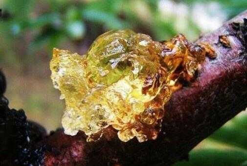 桃树果实流胶是什么原因如何防治,桃树流胶和穿孔病用什么药