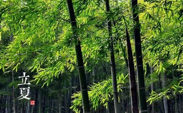 24节气适合喝什么茶,一年最热的节气宜喝什么茶