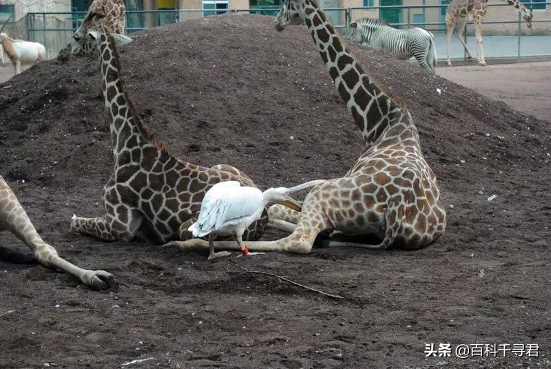 鹈鹕吞猎物到肚子里是怎么样的,鹈鹕会吞掉同类吗