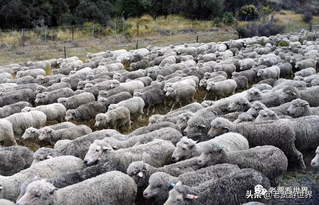 新西兰的五个漂亮的地方,新西兰最好的五大城市排名