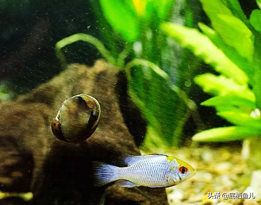 鱼缸树脂假山假花造景对鱼有害吗,懒人到底要不要弄鱼缸造景