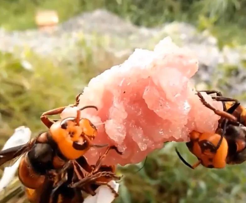 杀人蜂有多可怕,美国巨型杀人蜂