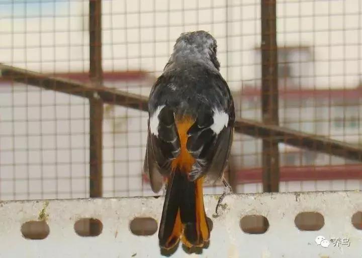 鸟儿放养是什么意思啊,关于小鸟的对话