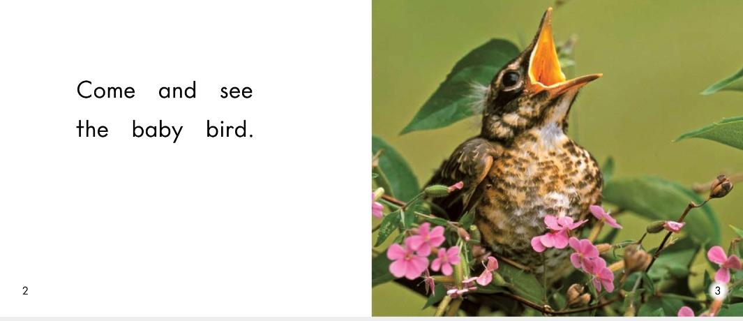 小动物幼儿启蒙,幼儿小动物