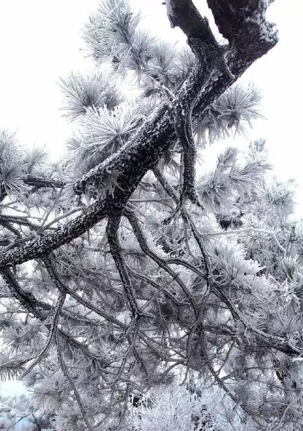 雾凇之美宛若仙境,连云港花果山雾凇美得像仙境