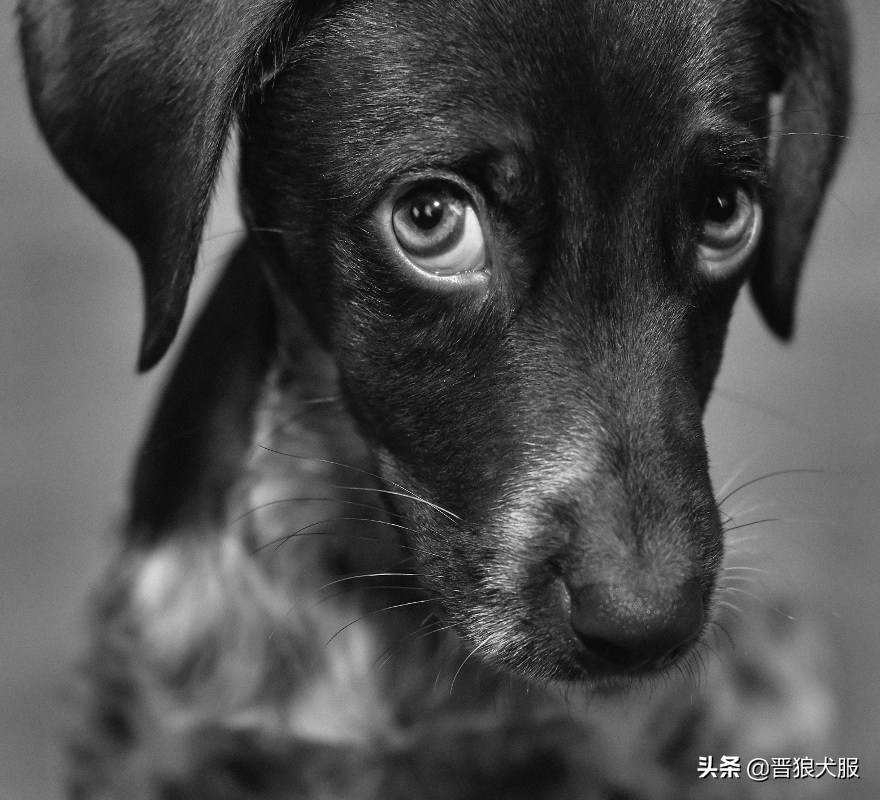 怀孕和生完孩子之后，宠物犬该如何处置？