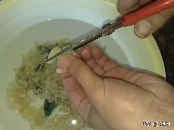 鱼鳔胶怎么样的好,鱼鳔和鱼鳔胶区别