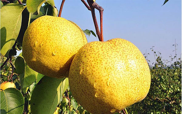 宿州特产介绍50字,宿州特色美食特产视频