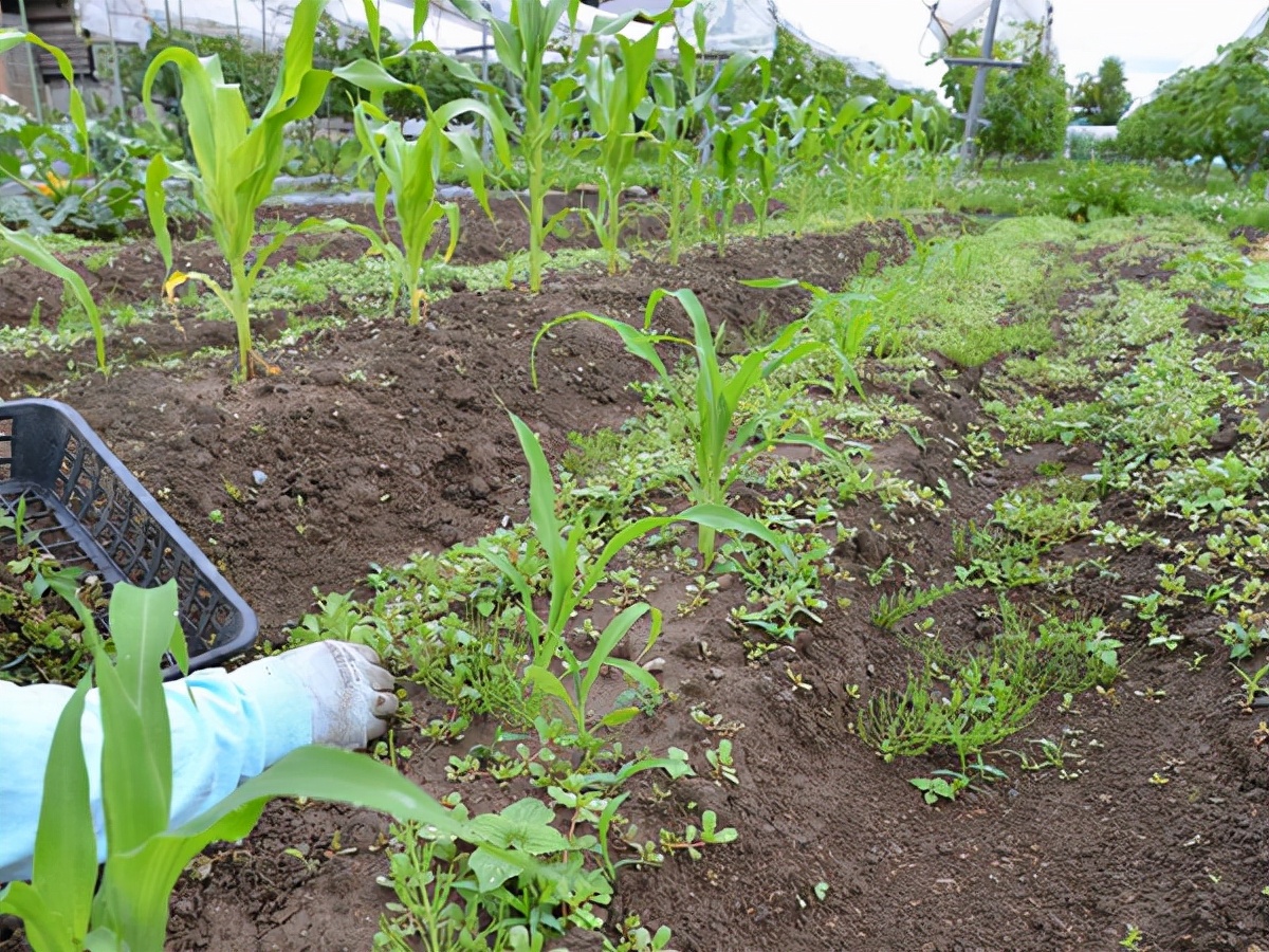 日本顶级除草机视频,日本新型的除草机