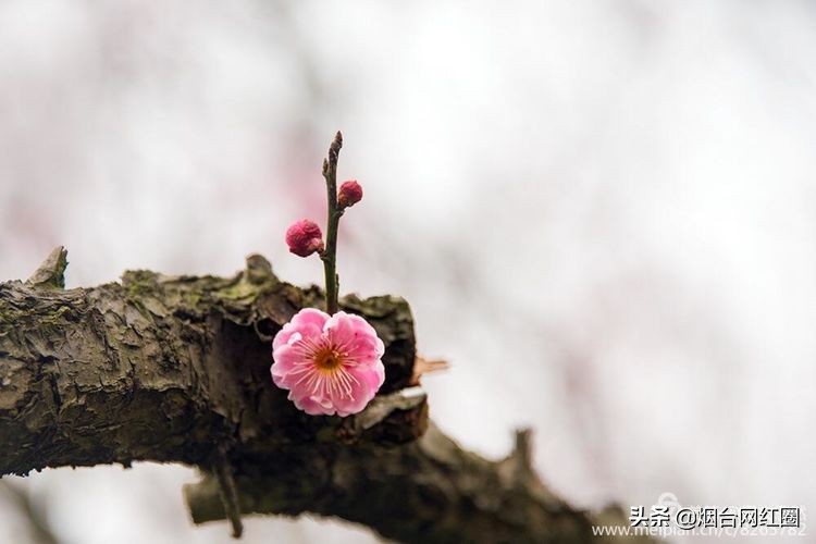 南京梅花山梅花开了吗,来南京梅花山赏梅花