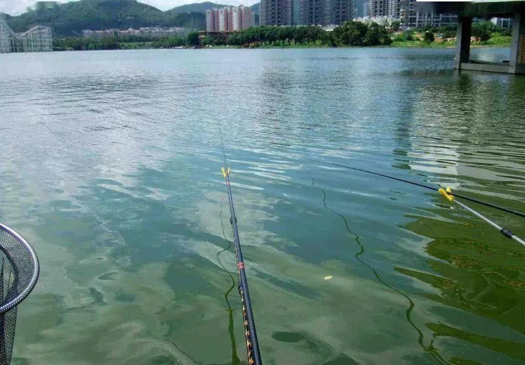 钓鲈鱼的方法和技巧台钓,台钓技巧大全介绍