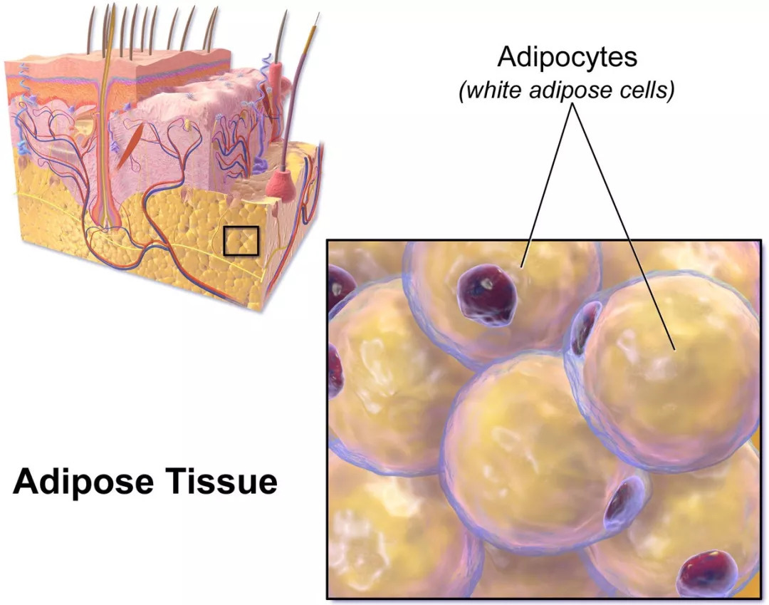 你知道脂肪是如何排出体外的吗,脂肪是怎么排出体外的方式