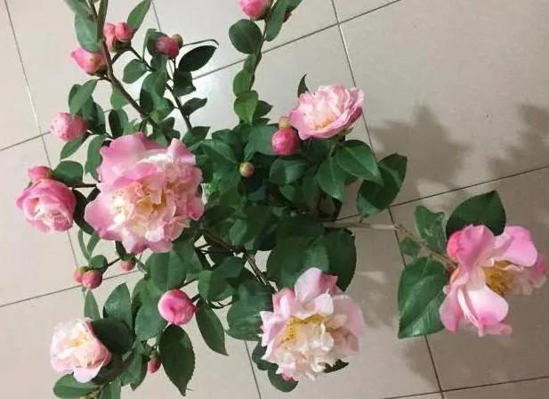 几月份种花比较适合,几月份种花是最好的