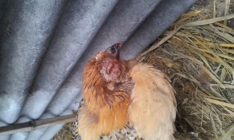 鸡流眼泪眼肿怎么治疗,鸡眼睛肿是什么病怎么治疗