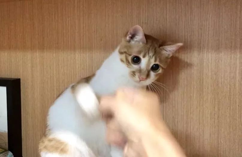 猫窝老是被猫咪压塌,猫窝总被压趴怎么办