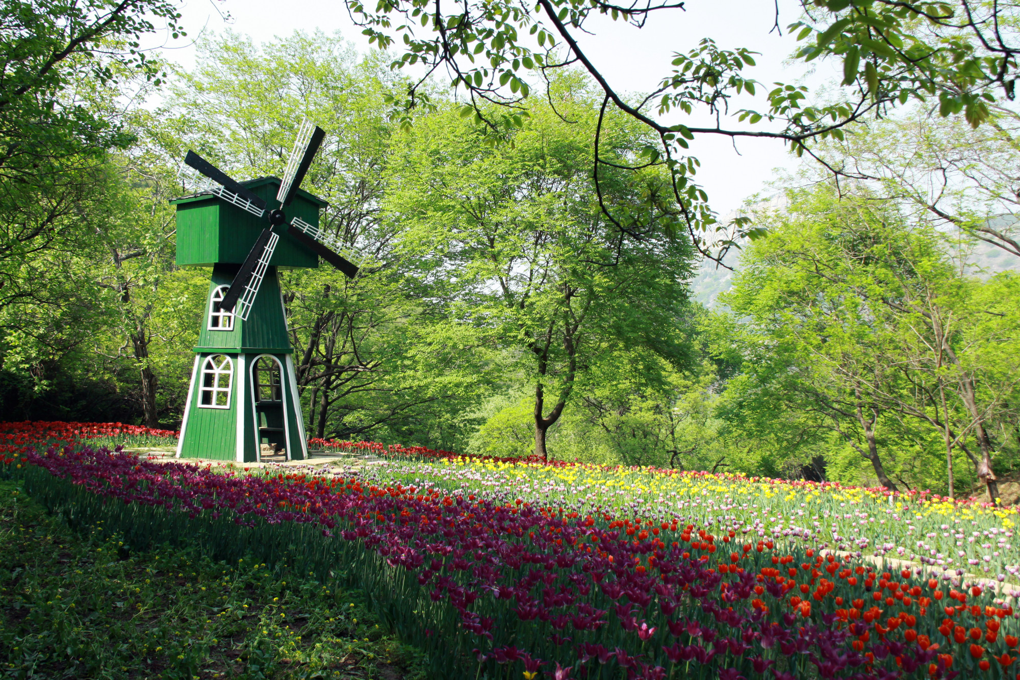 郁金香济南哪里最好,济南万象城郁金香