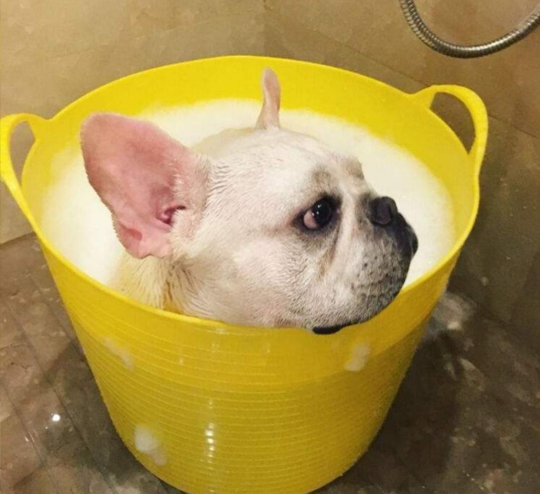 犬蠕形螨病什么原因,狗狗得了蠕形螨会传染孕妇吗