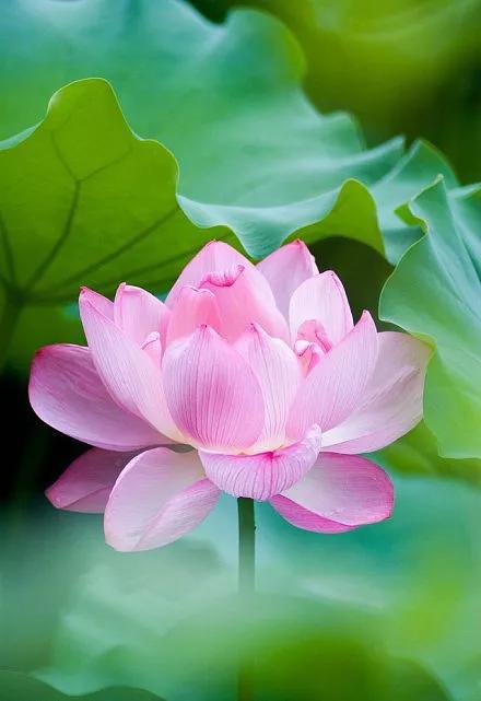 清新的花可以做什么菜,做菜点缀可食用的花