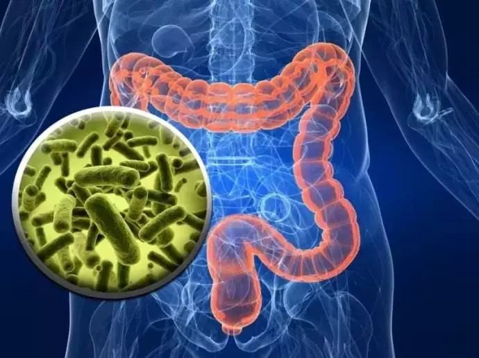 破坏菌群平衡,破坏肠道菌群的原因