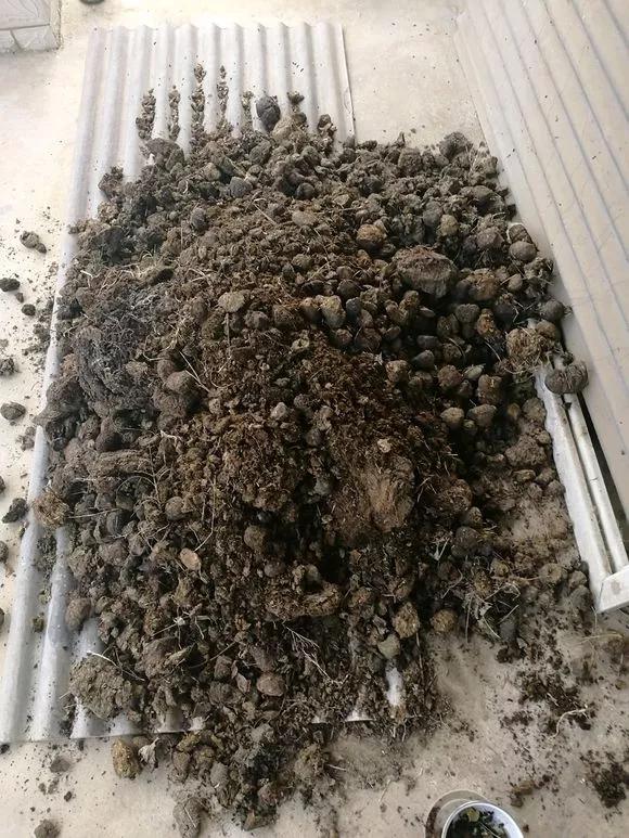 花儿闷根了怎么办,花儿栽上一天就蔫了怎么养护