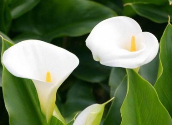 有关马蹄莲的代表含义,马蹄莲的花语与寓意是什么意思