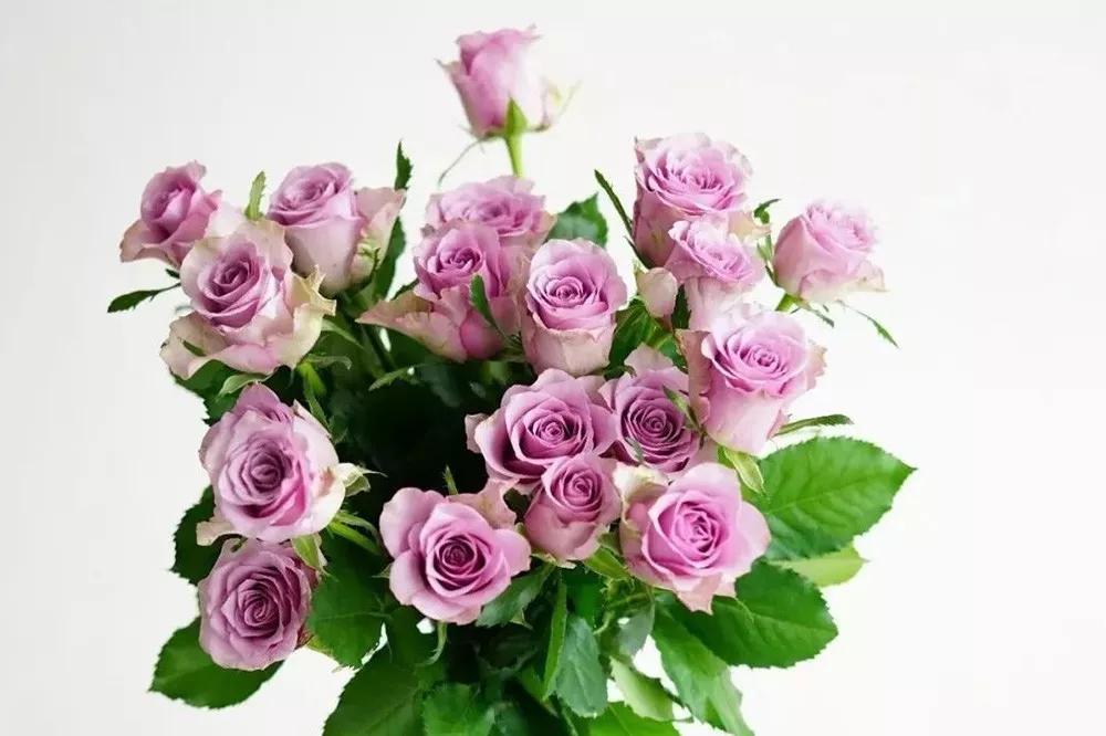 花店必备的5款玫瑰,鲜花图鉴一次性认识30种玫瑰花