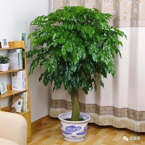 家门口最好养的10种花,家里养高档的六种花