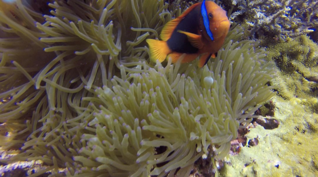 去宿雾攻略,宿雾旅行攻略