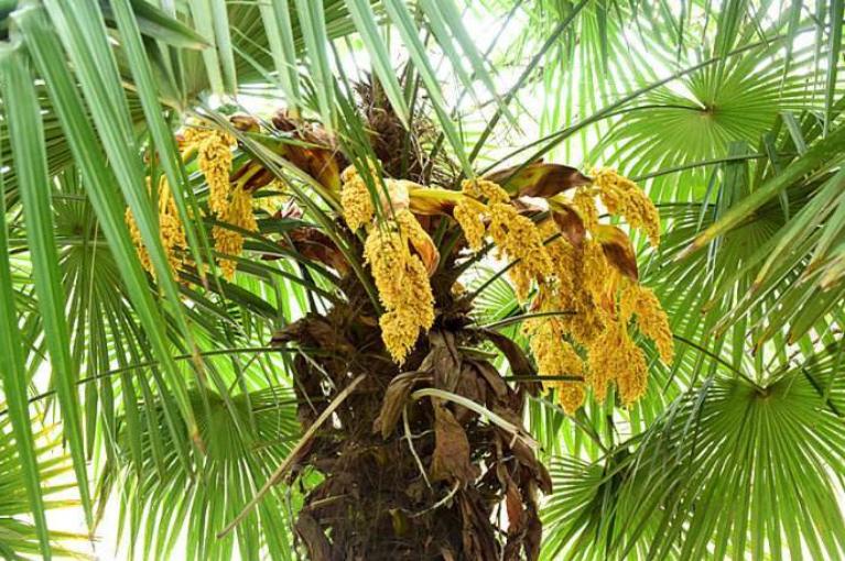 俗话说；“千棵棕万棵桐，子子孙孙都不穷”，你家里种过吗？