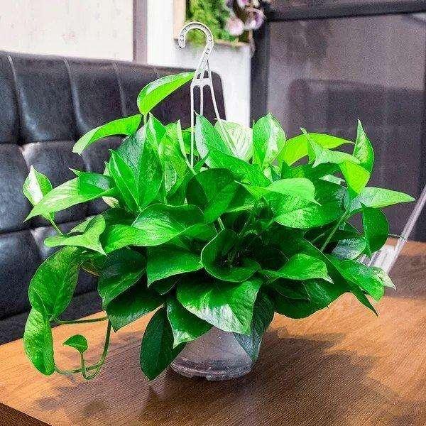 绿萝怎么浇水才养得旺盛,怎样给绿萝浇水才能长得更旺盛