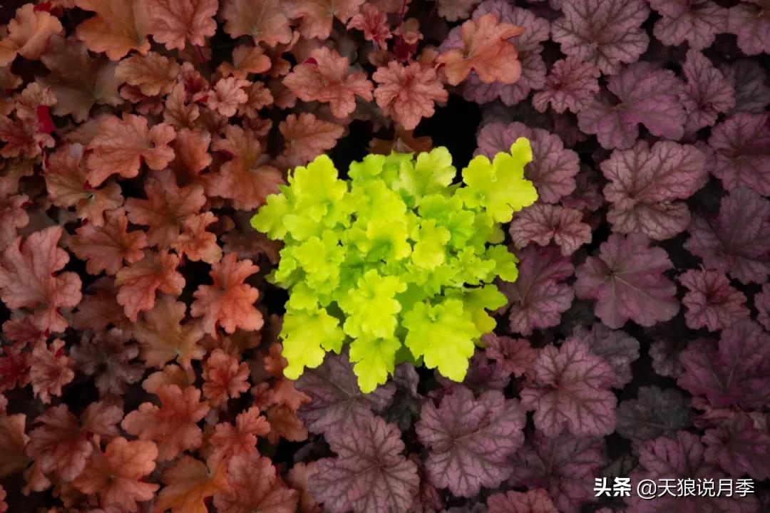 适合北阳台种的花园,采光差适合什么藤本月季