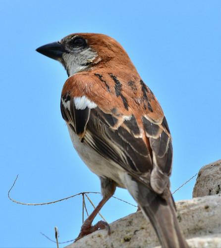 广东常见鸟类图谱和名称图文,东江揽胜鸟类