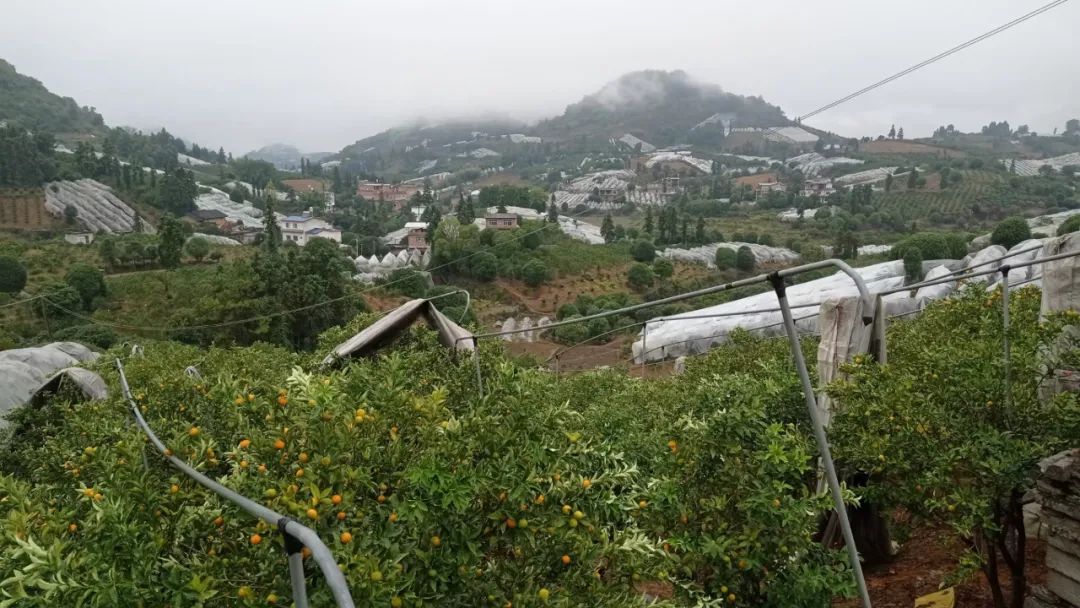 防寒措施有哪些,防寒布果树防冻措施