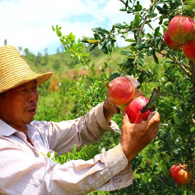 突尼斯软籽石榴怎么辨别生熟,河阴突尼斯软籽石榴特点
