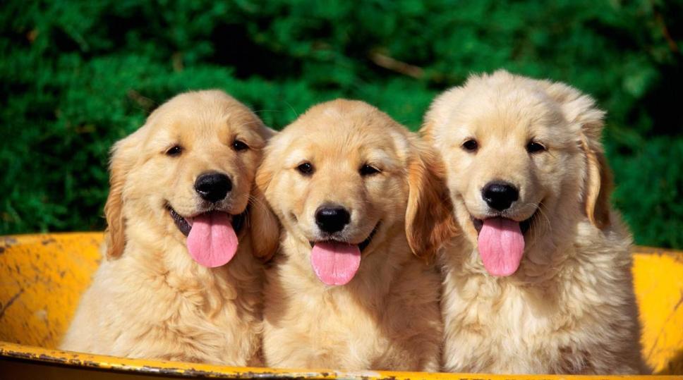 让狗狗开心的100种方式,怎样摸狗狗让狗狗开心