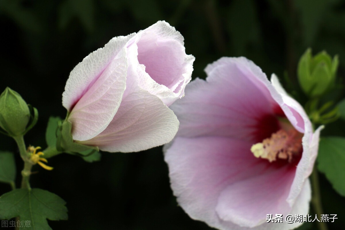各种可以吃的野菜图片大全及名称 (100种野菜图片大全和名称和吃法)