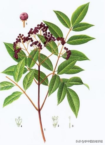 中药吴茱萸用量,每日一方吴茱萸汤