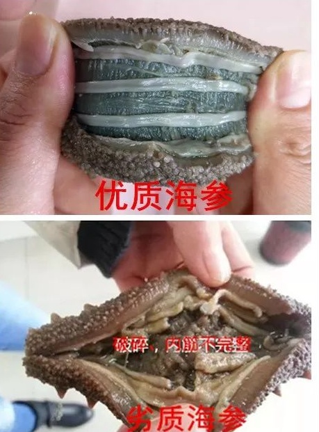 什么样的海参是比较好的海鲜,什么样的海参是好海参
