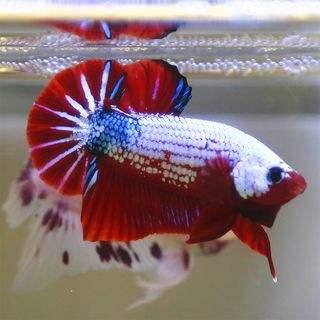 泰国斗鱼如何养出好的状态,泰国斗鱼养殖用什么缸养