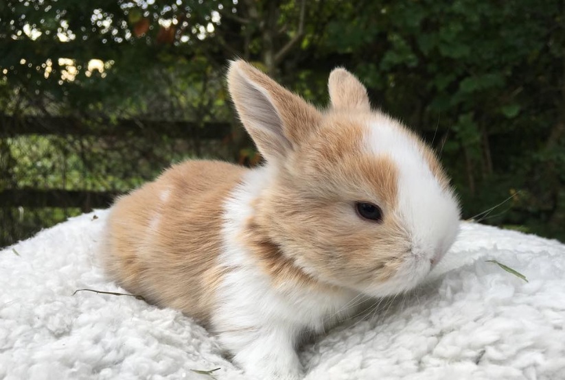 可爱的小动物超萌图片,一组可爱的动物萌照