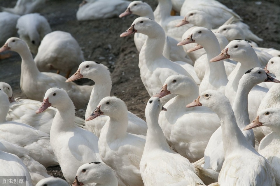 怎样让你的鸭子长的快，养鸭快速出栏的4大方法，简单又有效