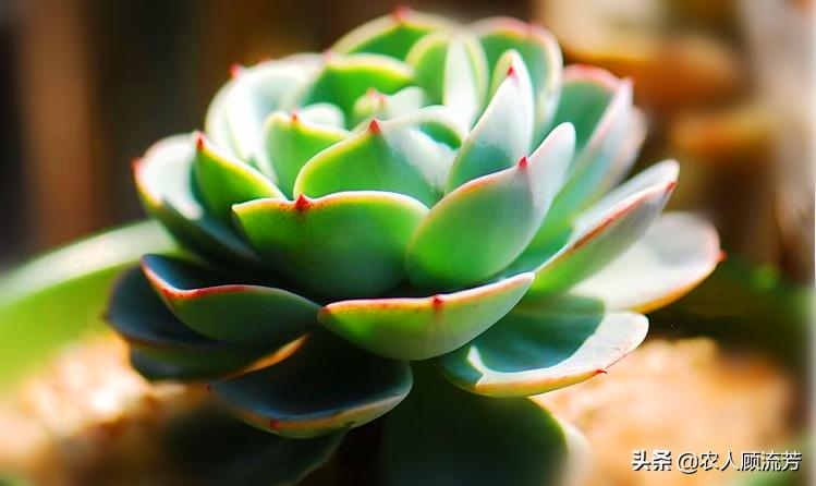 多肉植物玉蝶锦和富士有什么区别,多肉植物玉蝶的养殖方法与管理