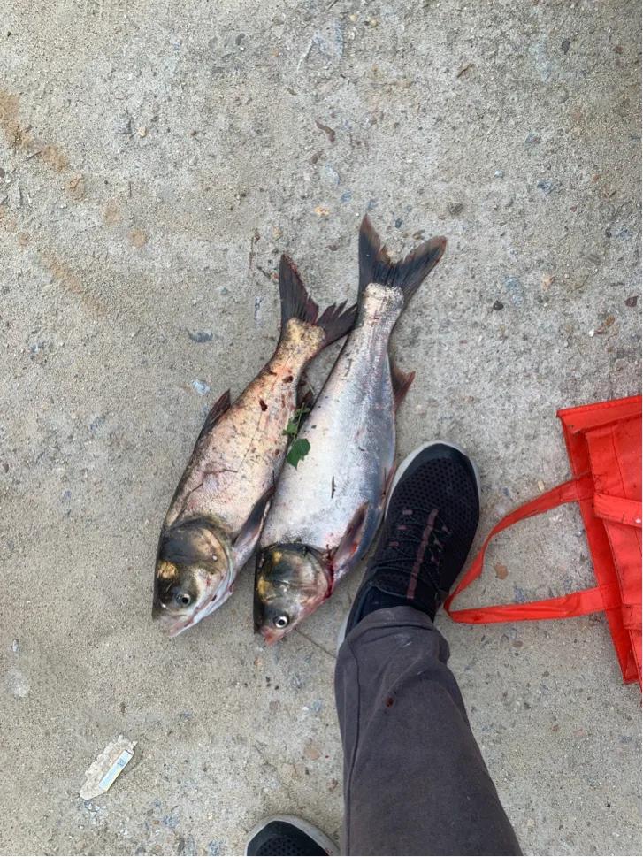 佳钓尼东来鱼竿,佳钓尼鱼竿配节