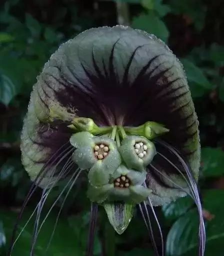 世界顶级奇花异卉,最美奇花异卉