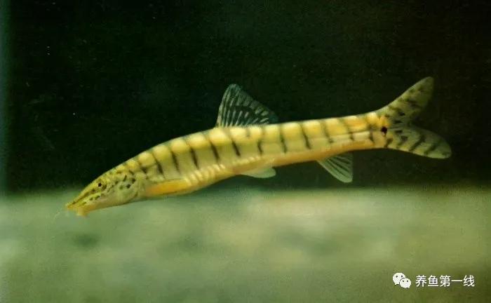 十种常见的水生动物,鳅科动物图片