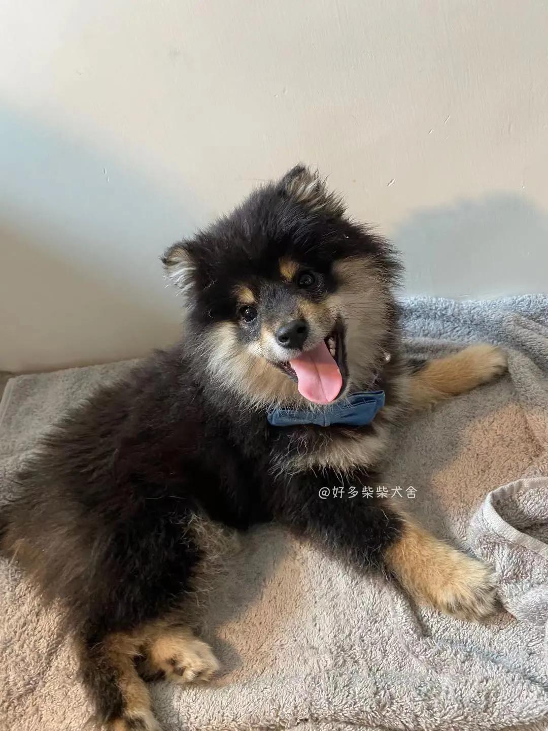 长毛柴是赤柴吗,长毛柴犬和短毛柴犬的区别