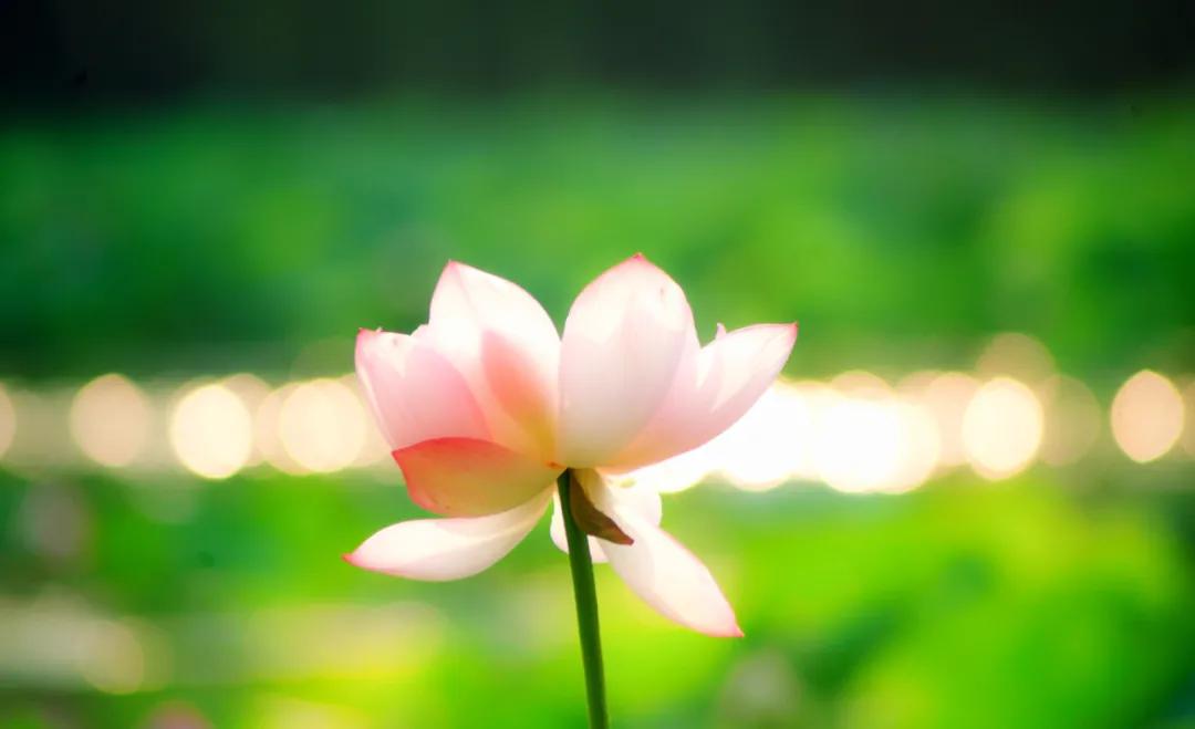 十首荷花诗词唯美了整个夏天,最有韵味十首荷花诗词