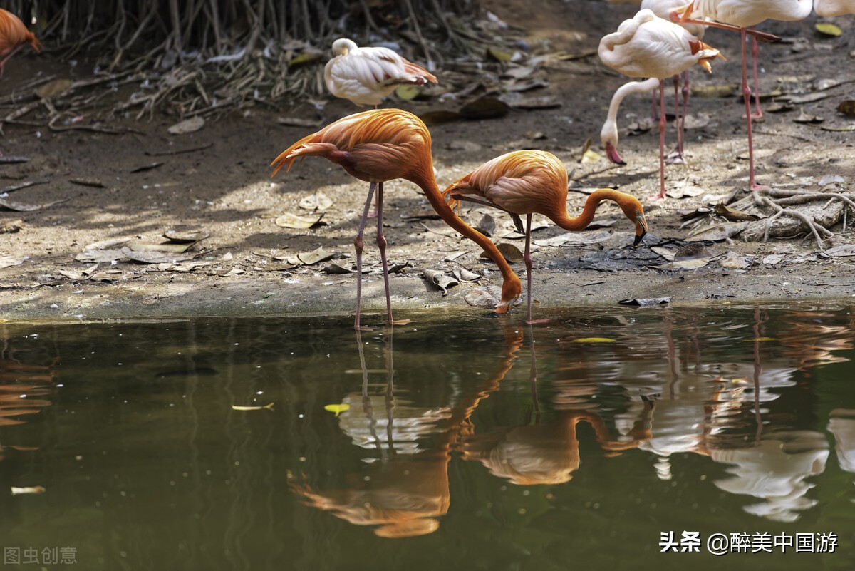 长隆野生动物园动物大巡游,长隆动物园动物视频